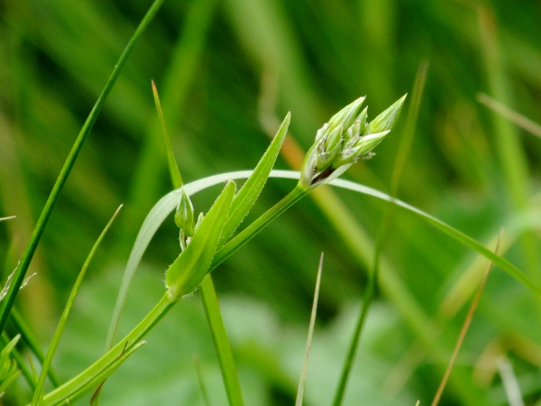 lesser stitchwort / Stellaria graminea: The leaves of _Stellaria graminea_ have hairs along their margins.