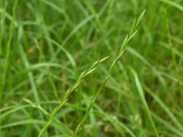 perennial rye-grass / Lolium perenne: Inflorescence
