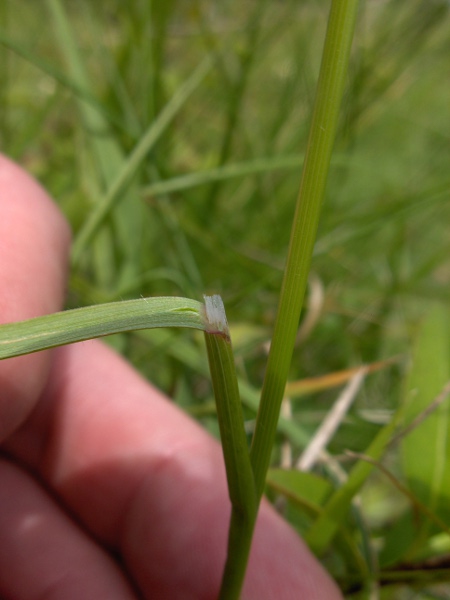 upright brome / Bromopsis erecta