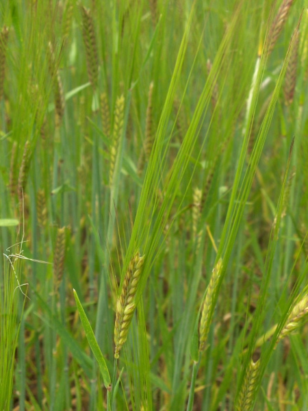 two-rowed barley / Hordeum distichon: Inflorescence