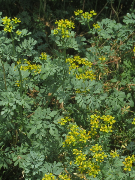 rue / Ruta graveolens: _Ruta graveolens_ has yellow flowers and distinctive glaucous, deeply lobed leaves.