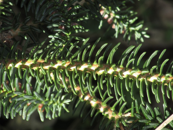 Greek fir / Abies cephalonica: The leaves of _Abies cephalonica_ radiate evenly from all sides of the twig.