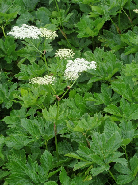 masterwort / Imperatoria ostruthium: _Imperatoria ostruthium_ is a persistent relic of cultivation in northern Britain and Northern Ireland.