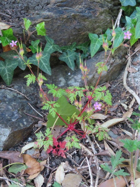 little robin / Geranium purpureum: _Geranium purpureum_ is very similar to _Geranium robertianum_, and grows in similarly disturbed habitats; it is found in southern coastal regions in the British Isles, but is spreading along railways in central Europe.