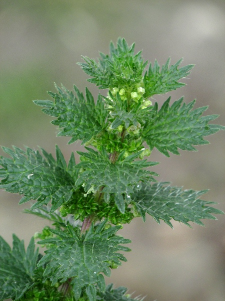 small nettle / Urtica urens: The presence of both stamens and stigmas (or fruits) separates _Urtica urens_ from the dioecious stinging nettle, _Urtica dioica_.