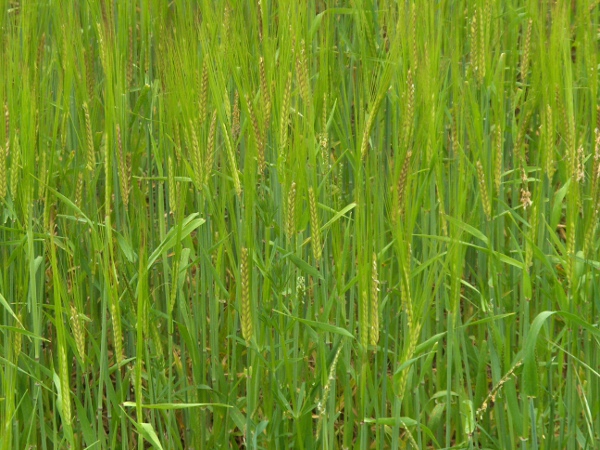 two-rowed barley / Hordeum distichon: Habitus
