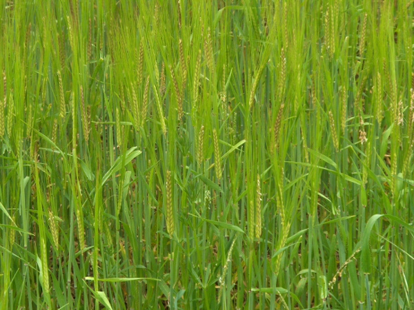 two-rowed barley / Hordeum distichon