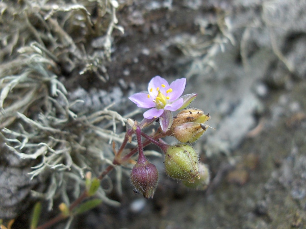 rock sea-spurrey / Spergularia rupicola: Flower