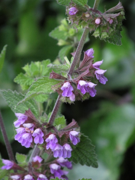 black horehound / Ballota nigra: _Ballota nigra_ is native to the Mediterranean Region, but is widespread in lowland England and Wales, and more scattered in Scotland and Ireland.