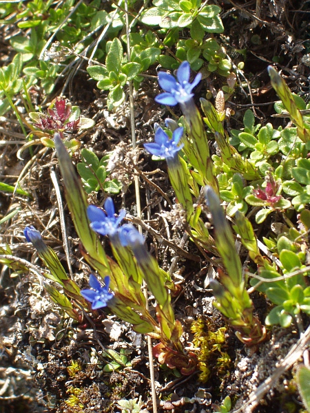Alpine gentian / Gentiana nivalis: _Gentiana nivalis_ is, unusually, an annual <a href="aa.html">Arctic–Alpine</a> species; within the British Isles, it only occurs in the Ben Lawers group and around Caenlochan Glen.
