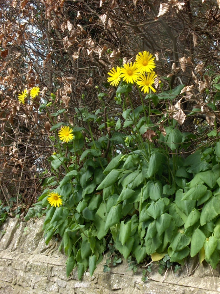 leopard’s-bane / Doronicum pardalianches: _Doronicum pardalianches_ is naturalised in woodland margins across Great Britain and at a few places in Ireland; it typically has several flower-heads per stem.