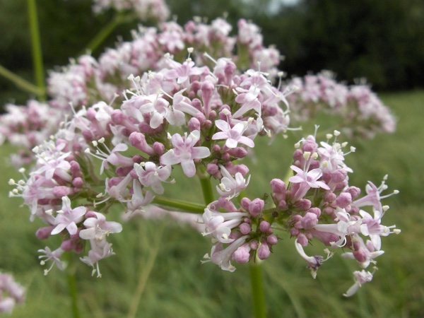 creeping valerian / Valeriana officinalis subsp. sambucifolia: _Valeriana officinalis_ subsp. _sambucifolia_ is the more widespread subspecies, found in marshy areas.