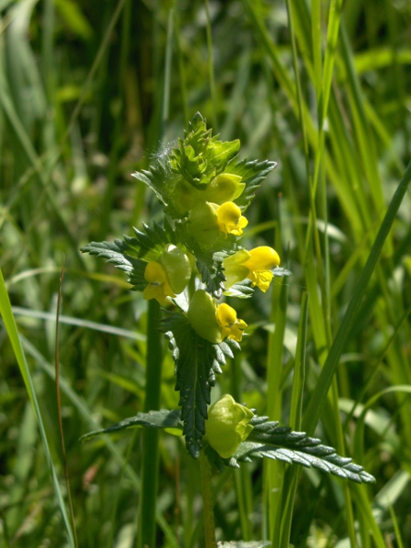 yellow rattle / Rhinanthus minor: _Rhinanthus minor_ is a widespread and variable hemiparasite of various grassland types.