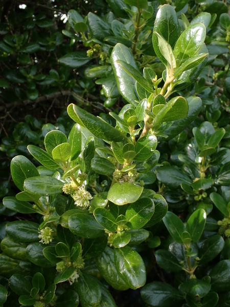 tree bedstraw / Coprosma repens: _Coprosma repens_ is an alien shrub &ndash; often prostrate in its native New Zealand, but typically taller in the Isles of Scilly (VC1).