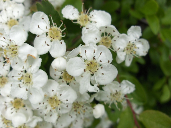 Midland hawthorn / Crataegus laevigata