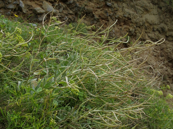 sea stock / Matthiola sinuata: _Matthiola sinuata_ produces long, sinuous pods.