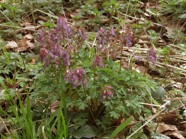 bird-in-a-bush / Corydalis solida: _Corydalis solida_ is a garden escape that can be found at sites across Great Britain.