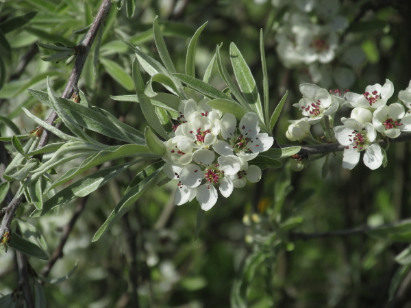 willow-leaved pear / Pyrus salicifolia: _Pyrus salicifolia_ has narrower leaves than our other _Pyrus_ species, covered in silky hairs.