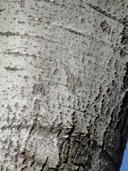 white poplar / Populus alba: Both _Populus alba_ and _Populus_ × _canescens_ have diamond-shaped lenticels in their bark.