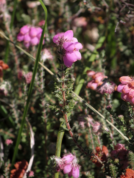 cross-leaved heath / Erica tetralix: _Erica tetralix_ has leaves in 4 ranks, like _Calluna vulgaris_, but with its leaves spreading from the stem, rather than overlapping.