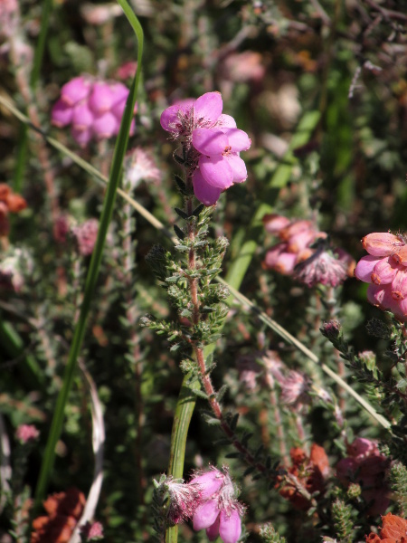 cross-leaved heath / Erica tetralix