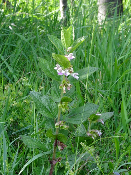 bastard balm / Melittis melissophyllum: _Melittis melissophyllum_ is found in south-west England, south-west Wales, the New Forest, and one site in West Sussex.