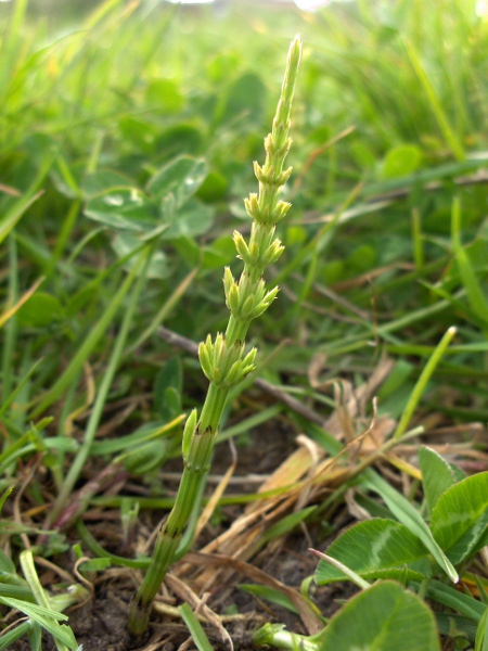 field horsetail / Equisetum arvense: _Equisetum arvense_ is a ubiquitous weed of various grasslands and synanthropic habitats; it has separate vegetative and fertile stems.