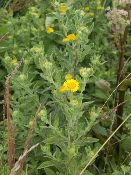 common fleabane / Pulicaria dysenterica: _Pulicaria dysenterica_ grows in wet ground across England, Wales and Ireland.