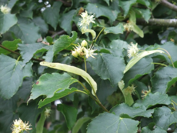 small-leaved lime / Tilia cordata: In _Tilia cordata_, the fruiting cymes are held erect, above the leaves.