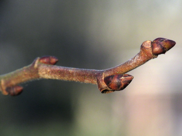 black mulberry / Morus nigra: Buds