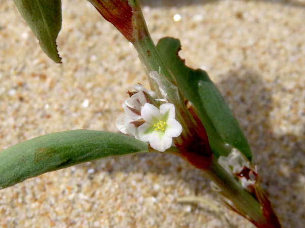 sea knotgrass / Polygonum maritimum: The flowers of _Polygonum maritimum_ are white and 5-parted, very similar to those of its relatives.