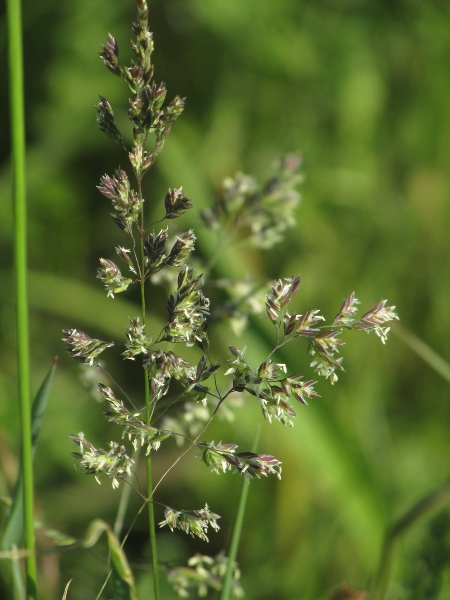 smooth meadow-grass / Poa pratensis: _Poa pratensis_ is a common grass of meadows and rough ground.