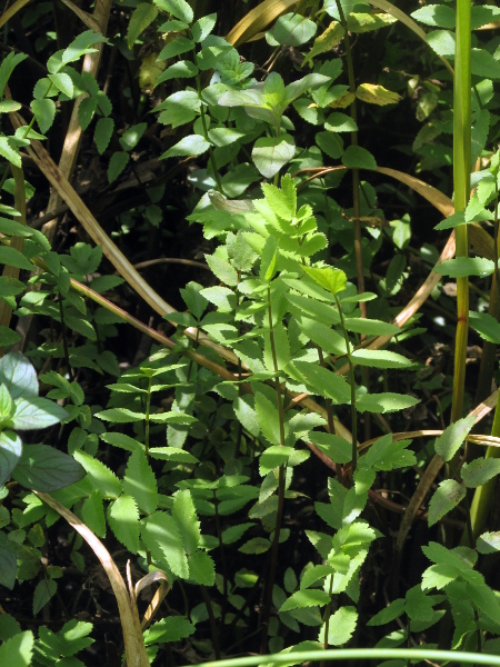 lesser water-parsnip / Berula erecta: Unlike _Sium latifolium_, the leaflets of _Berula erecta_ are often somewhat clasping and are typically held horizontally.