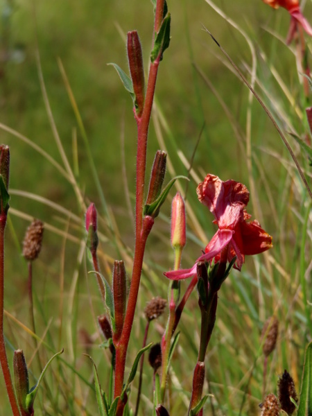 fragrant evening primrose / Oenothera stricta: The fruit capsules of _Oenothera stricta_ are narrow, and are widest near the tip.