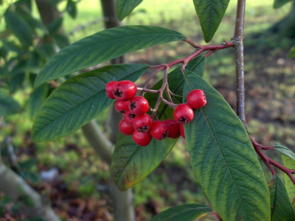 Waterer’s cotoneaster / Cotoneaster × watereri