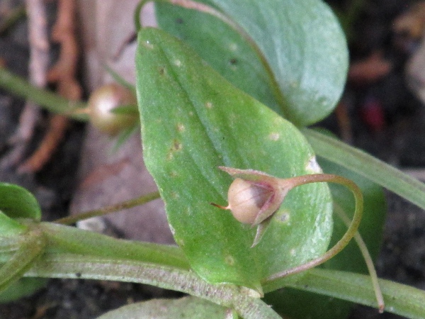 scarlet pimpernel / Lysimachia arvensis