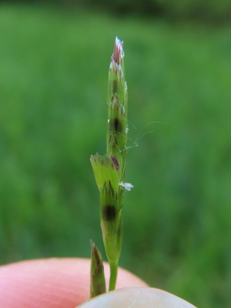 small sweet-grass / Glyceria declinata: In each flower of _Glyceria declinata_, the lemma ends in a row of teeth, with the 2 teeth of the palea poking out above them.