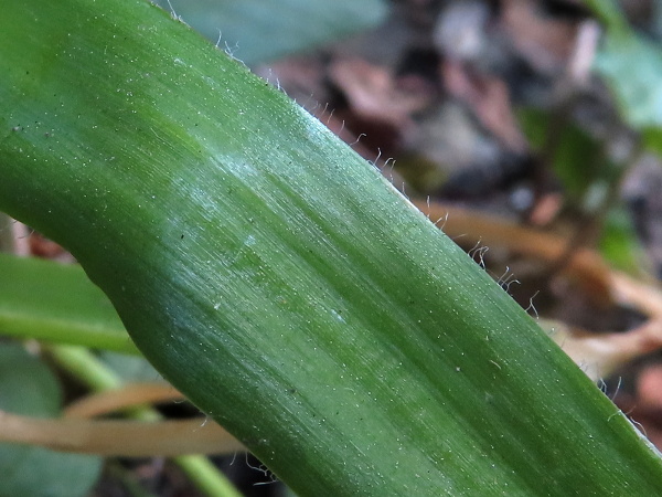 hairy garlic / Allium subhirsutum: The leaves of _Allium subhirsutum_ have a row of straggly hairs along the margins.