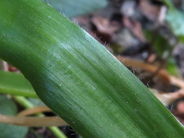 hairy garlic / Allium subhirsutum