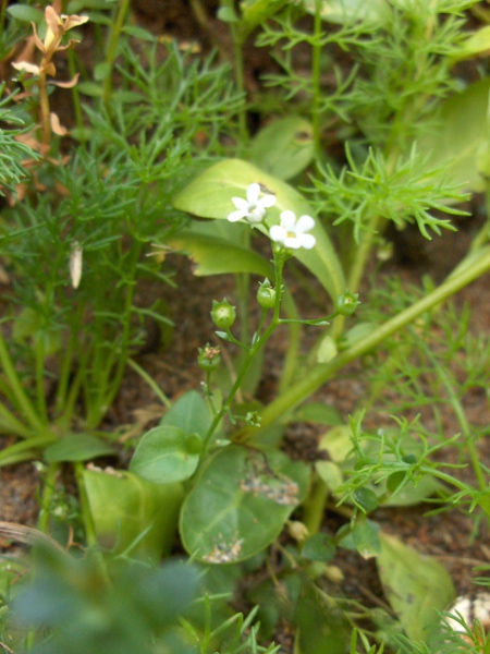 brookweed / Samolus valerandi: _Samolus valerandi_ is quite inconspicuous and resembles _Linum catharticum_.