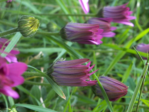 Cape daisy / Osteospermum jucundum: Inflorescences