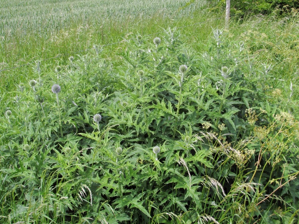 blue globe-thistle / Echinops bannaticus