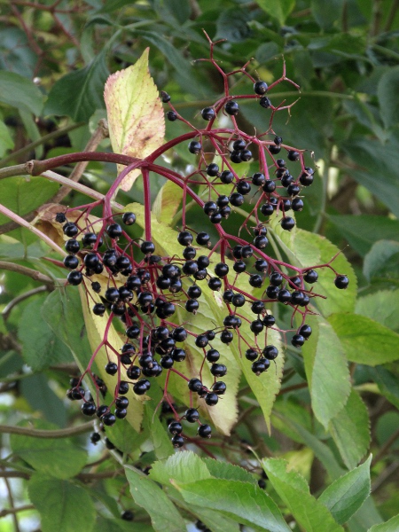 elder / Sambucus nigra: Elderberries are edible and tasty, and are collected for use in jams, jellies and drinks.