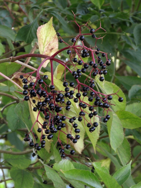 elder / Sambucus nigra