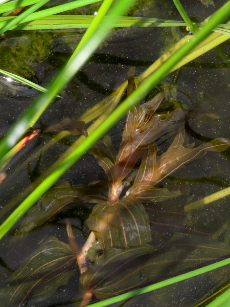 perfoliate pondweed / Potamogeton perfoliatus: _Potamogeton perfoliatus_ has broad underwater leaves that surround the stem at their base; it can be found throughout the British Isles in permanent water-bodies.