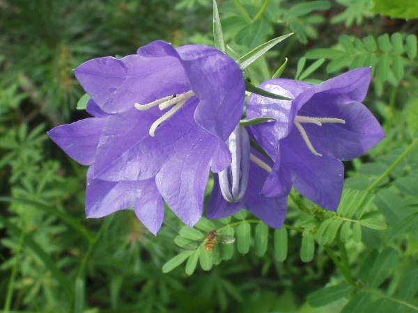 peach-leaved bellflower / Campanula persicifolia: _Campanula persicifolia_ is widespread in the less oceanic parts of Europe, and has been introduced at sites across Great Britain.