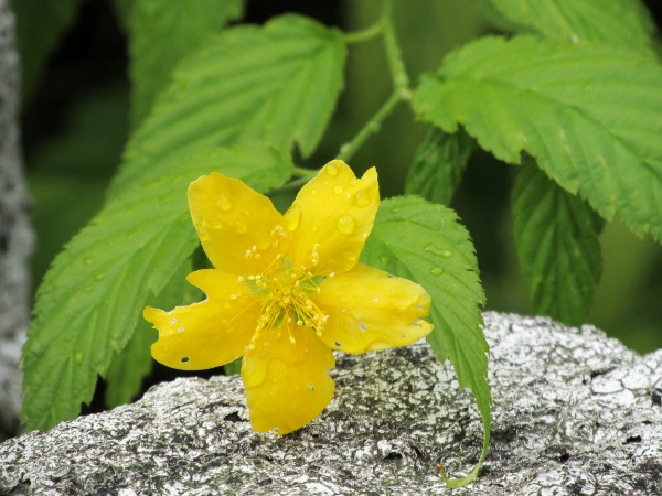 kerria / Kerria japonica: Cultivars of _Kerria japonica_ that are not <em>flore pleno</em> show the 5-parted form common to most Rosaceae.