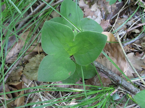 liverleaf / Hepatica nobilis