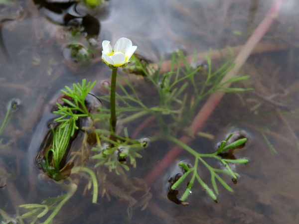brackish water-crowfoot / Ranunculus baudotii: _Ranunculus baudotii_ grows in brackish water; its capillary leaves are stiff, and its sepals are often tinged blue.