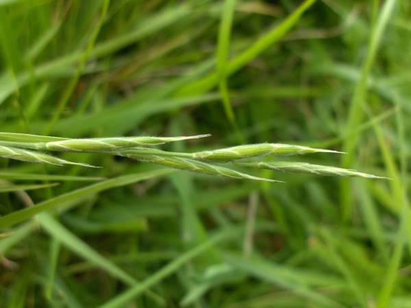 heath false-brome / Brachypodium pinnatum: Spikelets